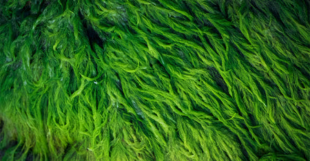 Algae Extract